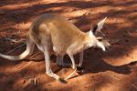 galleries/outback-australia-2006-657